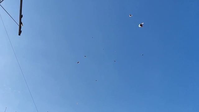 НИКОЛАЕВСКИЕ ГОЛУБИ: будете гонять голубей, будут летать!!!!! смотреть онлайн