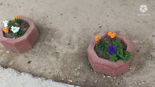 Петуния гүлі.Уход за петунями.