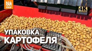 Техника для сортировки и упаковки овощей от Экспериментального завода