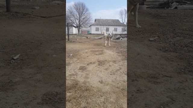 Алабай Тобет Сао Казахстан Арлан смотреть онлайн