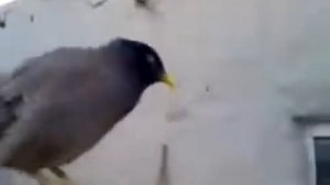 Птица плачет как маленький ребенок