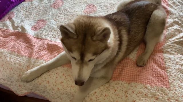 ХАСКИ ВОЮТ В КВАРТИРЕ! Соседи в ШОКЕ! Дуэт двух Хаски.