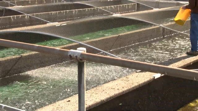 Feeding Young Salmon. Кормление мальков лосося (1538sp) смотреть онлайн