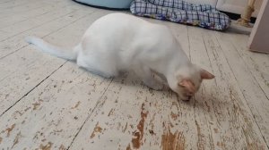 Как кошка охотится