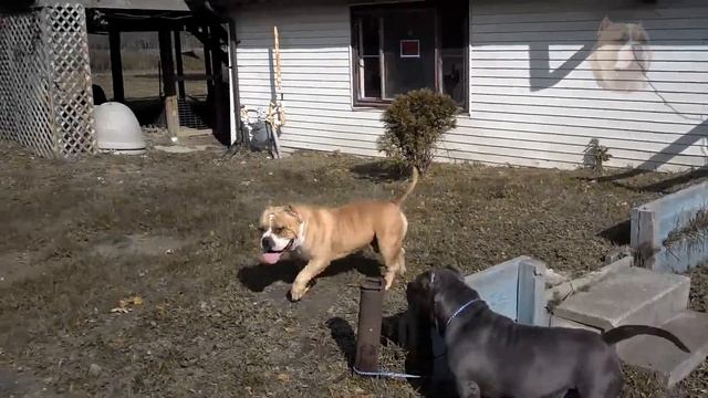 БУМ знакомы. Американский булли, dogs, American ,bully