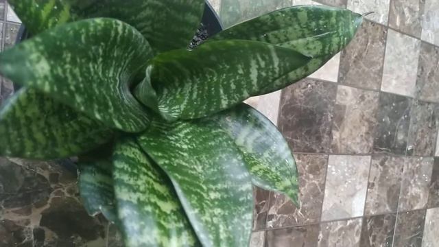 Sansevieria Green Hahnii смотреть онлайн