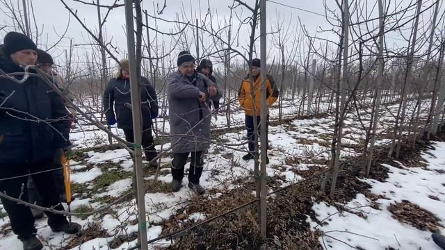 Обрезка интенсивного яблоневого сада посаженным саженцами типа Книп-Баум смотреть онлайн