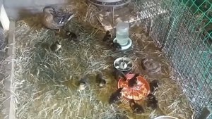 УРА! ДОЛГОЖДАННОЕ РОЖДЕНИЕ 12-ТИ МАЛЕНЬКИХ УТЯТ. ПОДСАДНЫЕ УТКИ В НОВОСИБИРСКЕ - 2022. ВЫПУСК 1