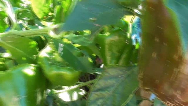 СОРТА ПЕРЦА СЛАДКОГО 2016 смотреть онлайн