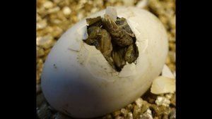 Две черепахи в яйце. Сиамские близнецы.