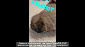 Щеночки