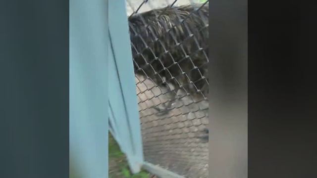 Зоопарк г.Алматы , май 2021 г. смотреть онлайн