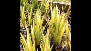 Ирис болотный Вариегата - пестролистный сорт ириса для водоема и цветника.