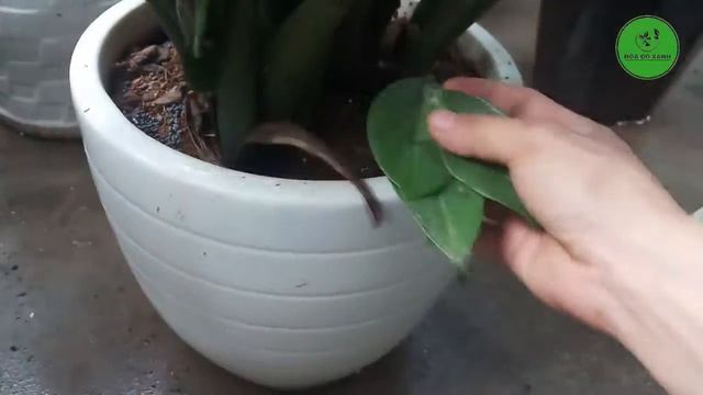 Zamioculcas zamiifolia propagation by semi hydroponic method || Zamioculcas zamiifolia plant смотреть онлайн
