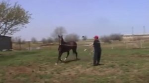 Ахалтекинские лошади. Конеферма Джапаровых. www.tekeclub.com