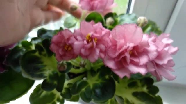 Фиалки - мои красивые сорта. Даю краткую характеристику каждому сорту. смотреть онлайн