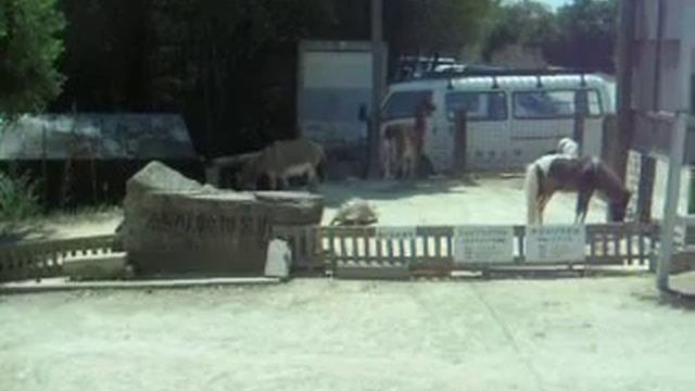 САМЫЕ МАЛЕНЬКИЕ ОБЕЗЬЯНКИ В МИРЕ!!!!