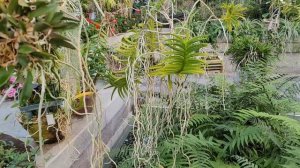 Оранжерея Орхидей.