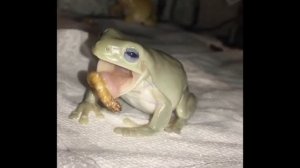 Забавные лягушки