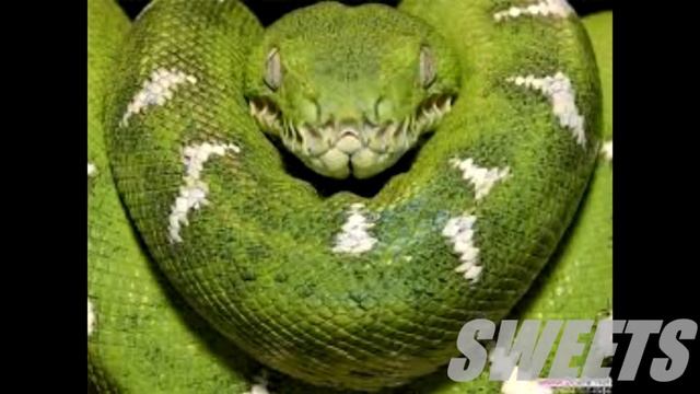 10 ИНТЕРЕСНЫХ ФАКТОВ О ЗМЕЯХ[Sweets Show] смотреть онлайн