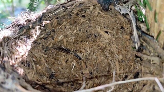 У какой птицы голубые яйца