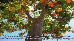 Как обрезать апельсиновое дерево в домашних условиях — четыре правила формирования кроны