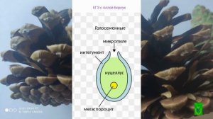 Голосеменные.Строение шишек(мужских и женских).Подготовка к ЕГЭ и ОГЭ по биологии 2022
