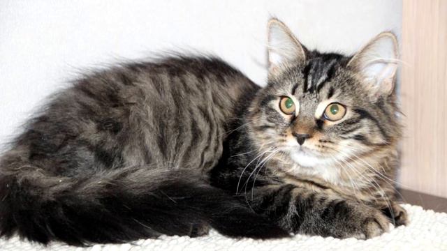 Сибирская кошка. История и особенности породы