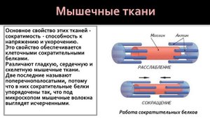 Биология 8 класс. Ткани: строение и функции