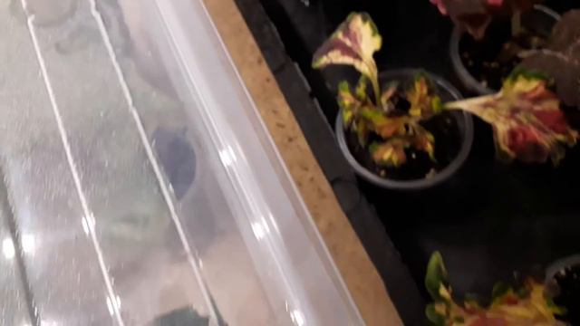 Черенкуем,черенкуем!!! Время бежит!!! смотреть онлайн