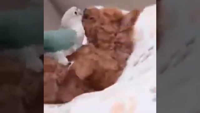 дружба попугая и щенка смотреть онлайн