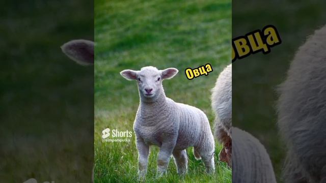 ДОМАШНИЕ ЖИВОТНЫЕ