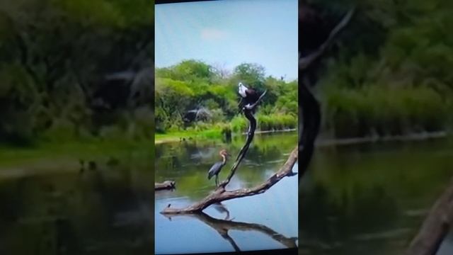 ОРЛАН приближается к Цапле, и что ...? смотреть онлайн