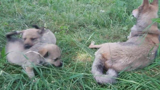 У щенков встают уши!!! Выросли! смотреть онлайн