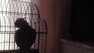 Попугай жако Григорий болтает