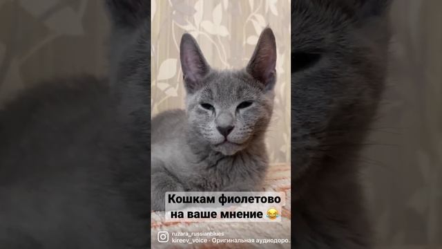 Кошкам фиолетово на ваше мнение???