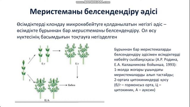ІІІ - тоқсан, Биология, 11 сабақ, Микроклоналды көбею» ұғымы. смотреть онлайн