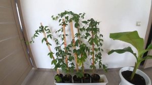 Когда черенковать инжир. Моя плантация инжира дома, и другие экзотические растения.