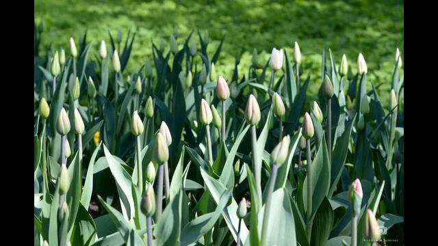 Tulip festival 2019, St.Petersburg.