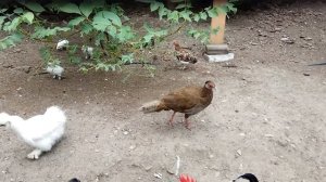 КИТАЙСКАЯ ШЁЛКОВАЯ КУРИЦА И ПЕТУХ, Silkie, Silky, пушистая курица, fluffy chicken