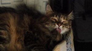 кошка моется