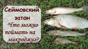 Сеймовский затон. Что можно поймать на микроджиг