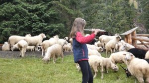 Samotny pasterz - The Lonely Shepherd - Einsamer Hirte - El pastor solitario