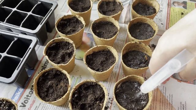 Как посадить календулу ноготки на рассаду. смотреть онлайн