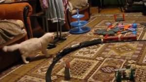 Кот и поезд