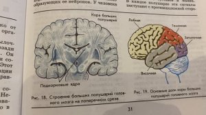 ?Биология 9 кл/Батуев/Тема 10: Головной мозг/15.10.23 18:51