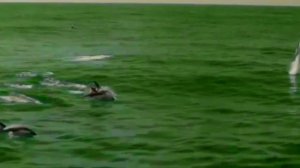 Клип/Дельфины/Все дельфины в ураган.