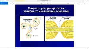 Нейроны: классификация, реакция нейрона на повреждение аксона 001