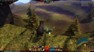 Guild Wars 2 - Black Bear Pet Locations