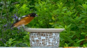 Cat TV for Cats to Watch?8 Hours❤️ Beautiful Birds, Squirrels, Relax Your Pets(4K HDR)